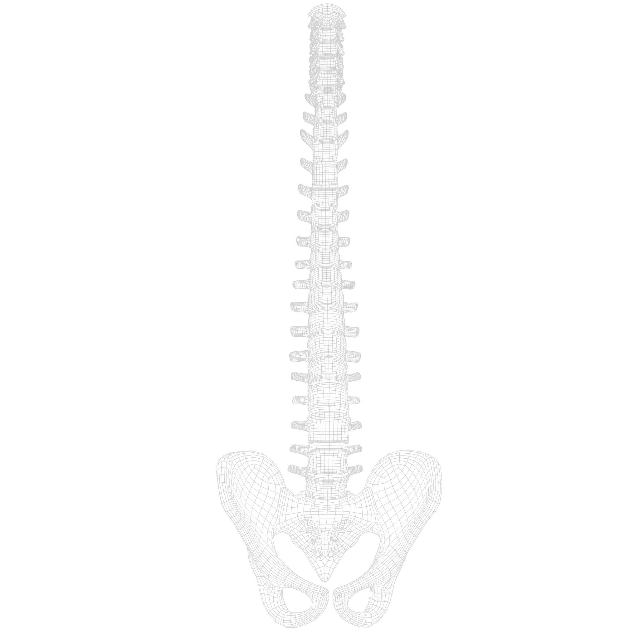 Spine Anatomy 3D model_15