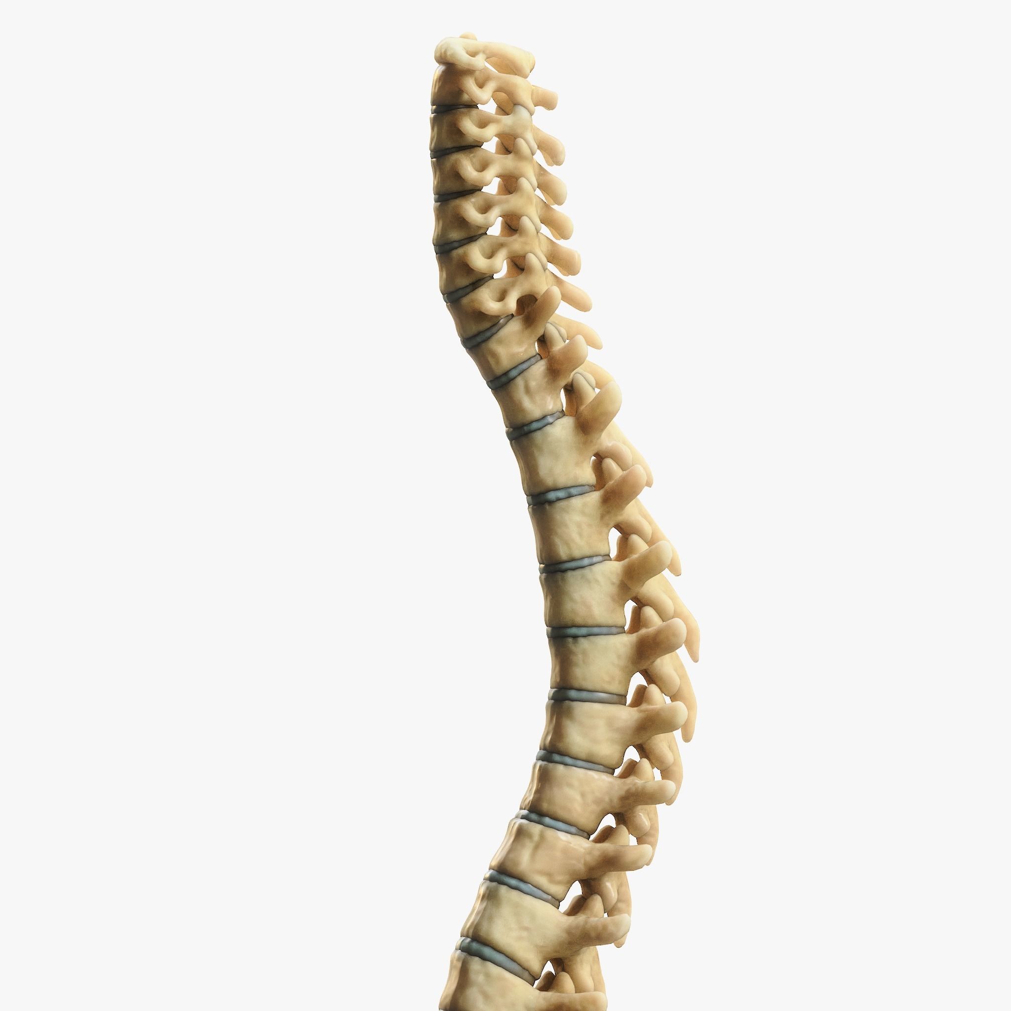 Spine Anatomy 3D model_9