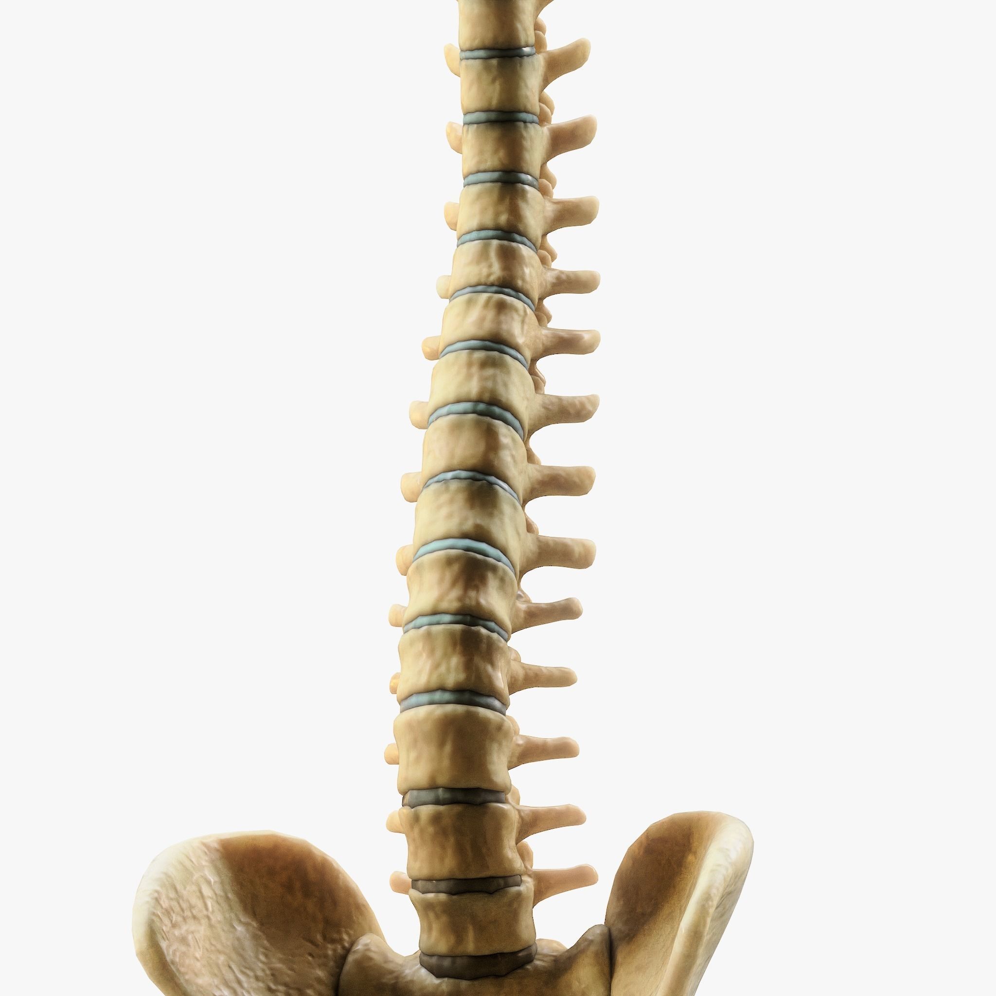 Spine Anatomy 3D model_5