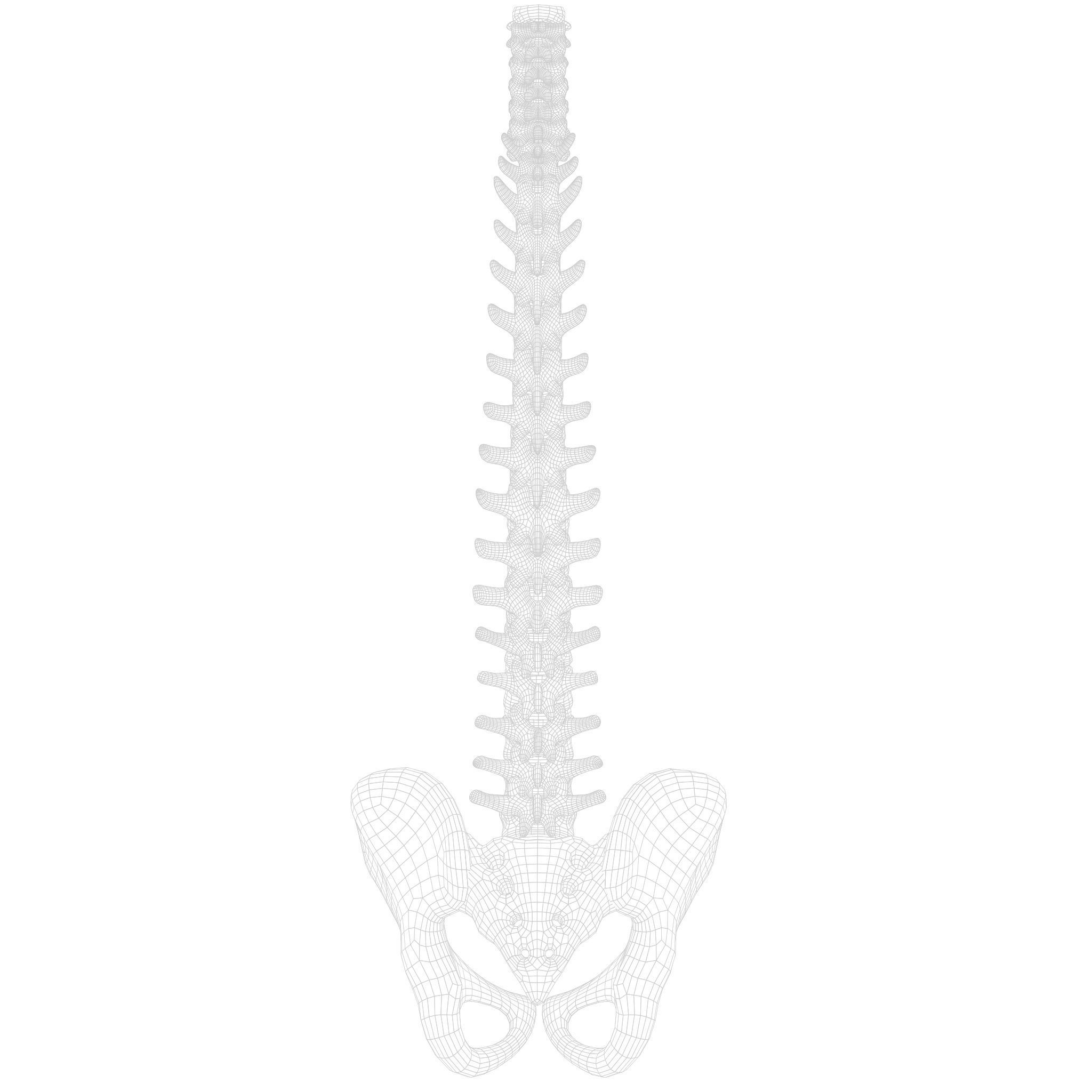 Spine Anatomy 3D model_14