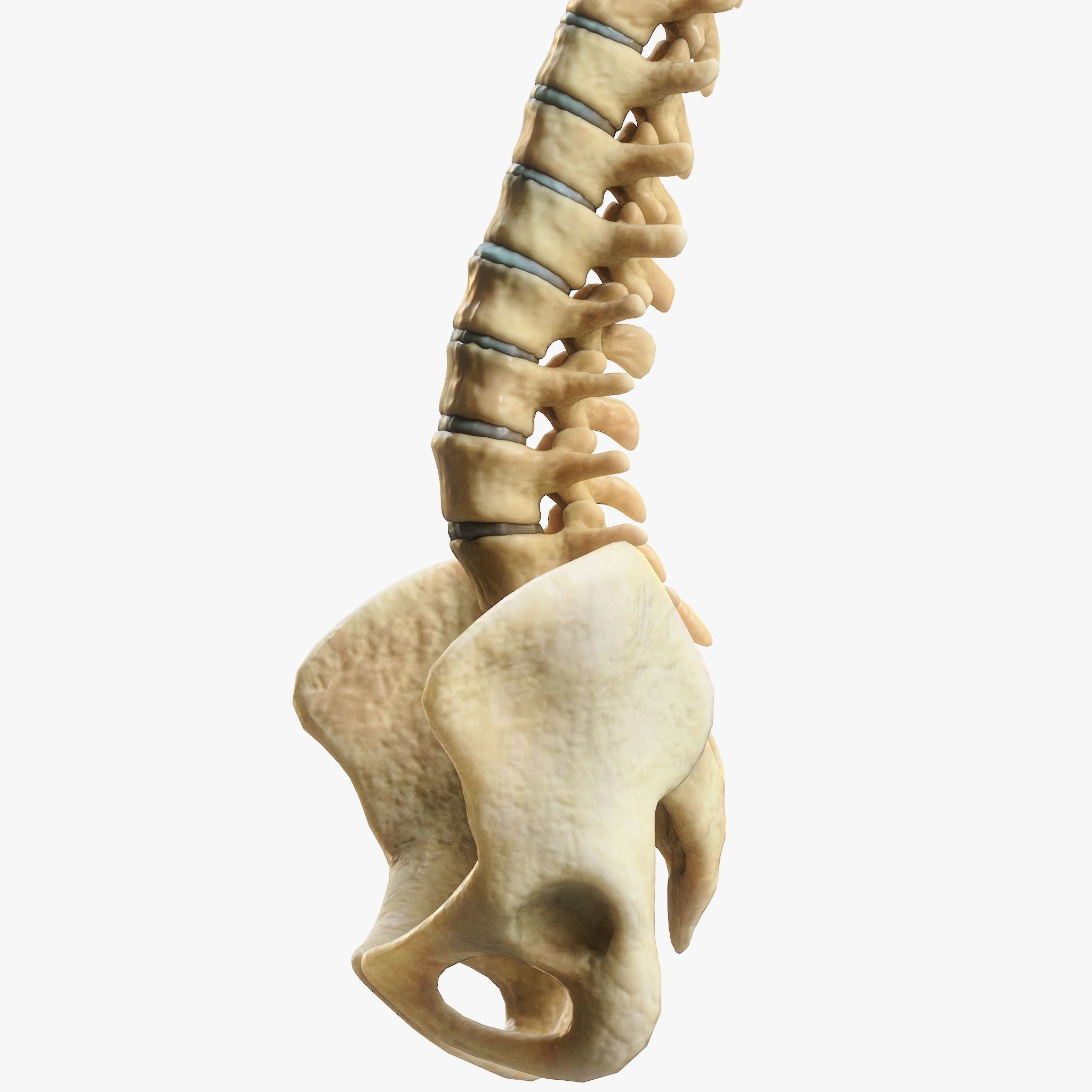 Spine Anatomy 3D model_7