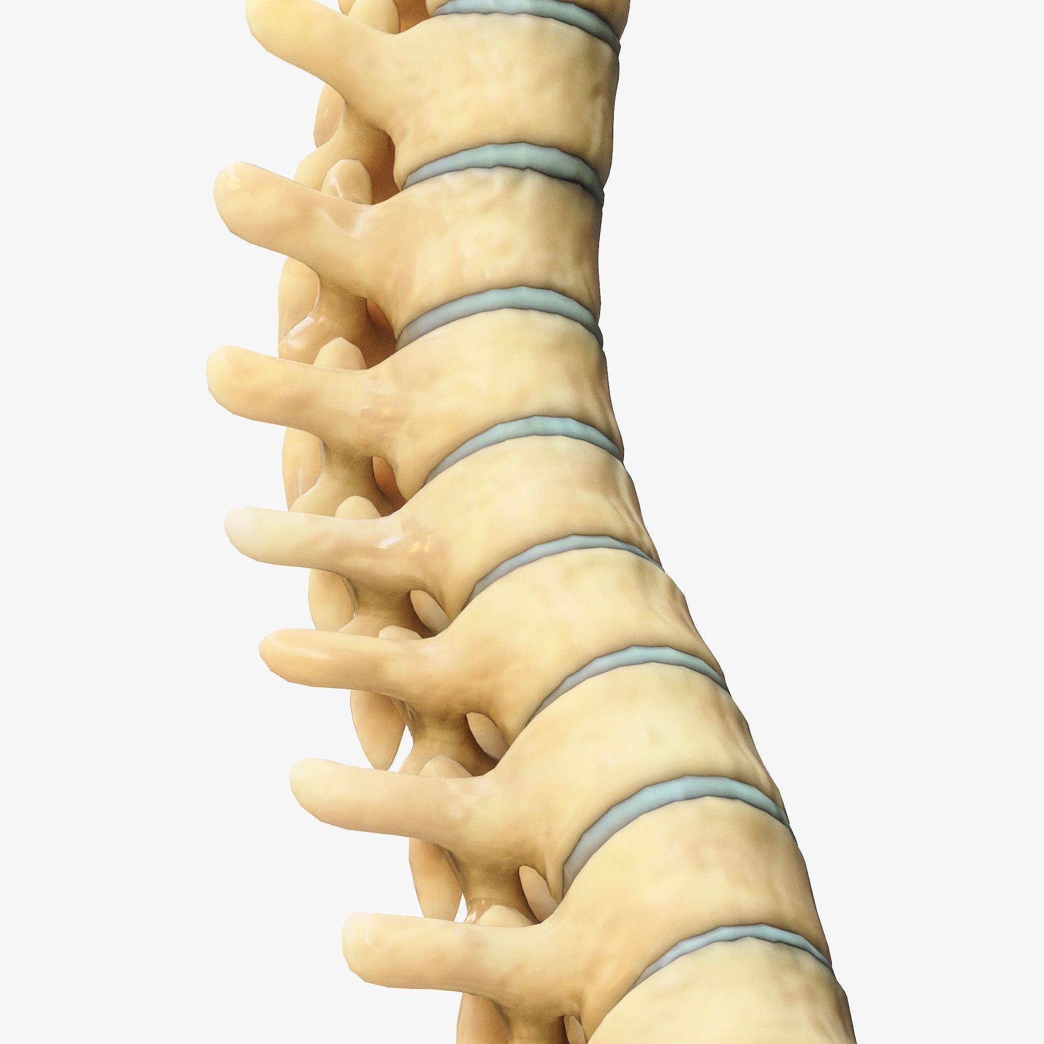 Spine Anatomy 3D model_3