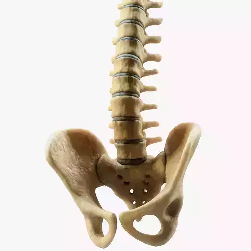 Spine Anatomy