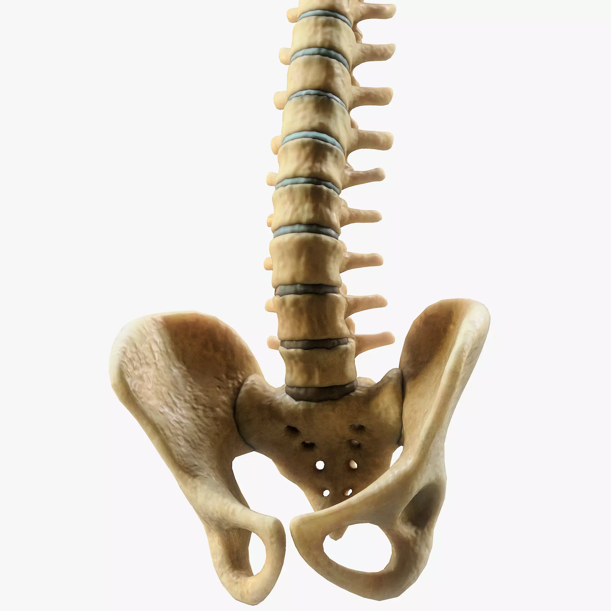 Spine Anatomy 3D model_0