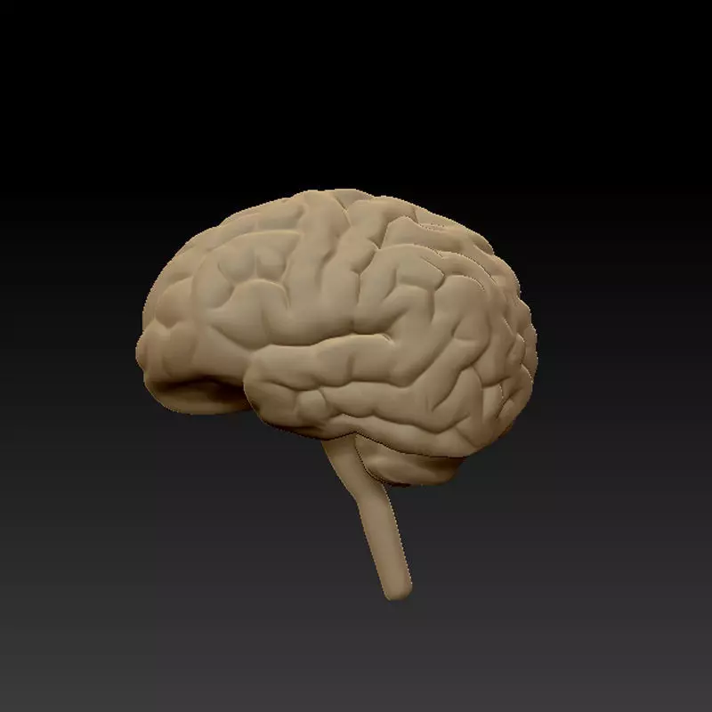 3D BRAIN-LOWPOLY human brain Low-poly 3D model