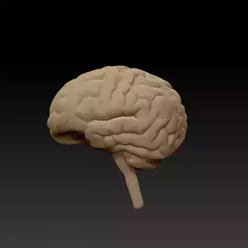 3D BRAIN-LOWPOLY human brain Low-poly 3D model