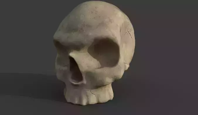 Skull Model
