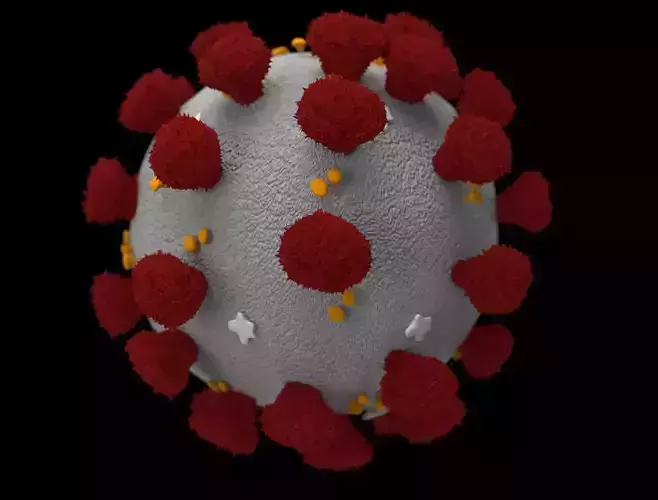 Coronavirus 3D model