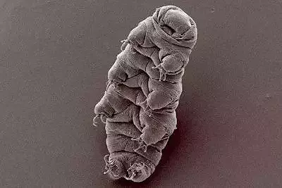 Waterbear and the Tardigrade Free 3D print model