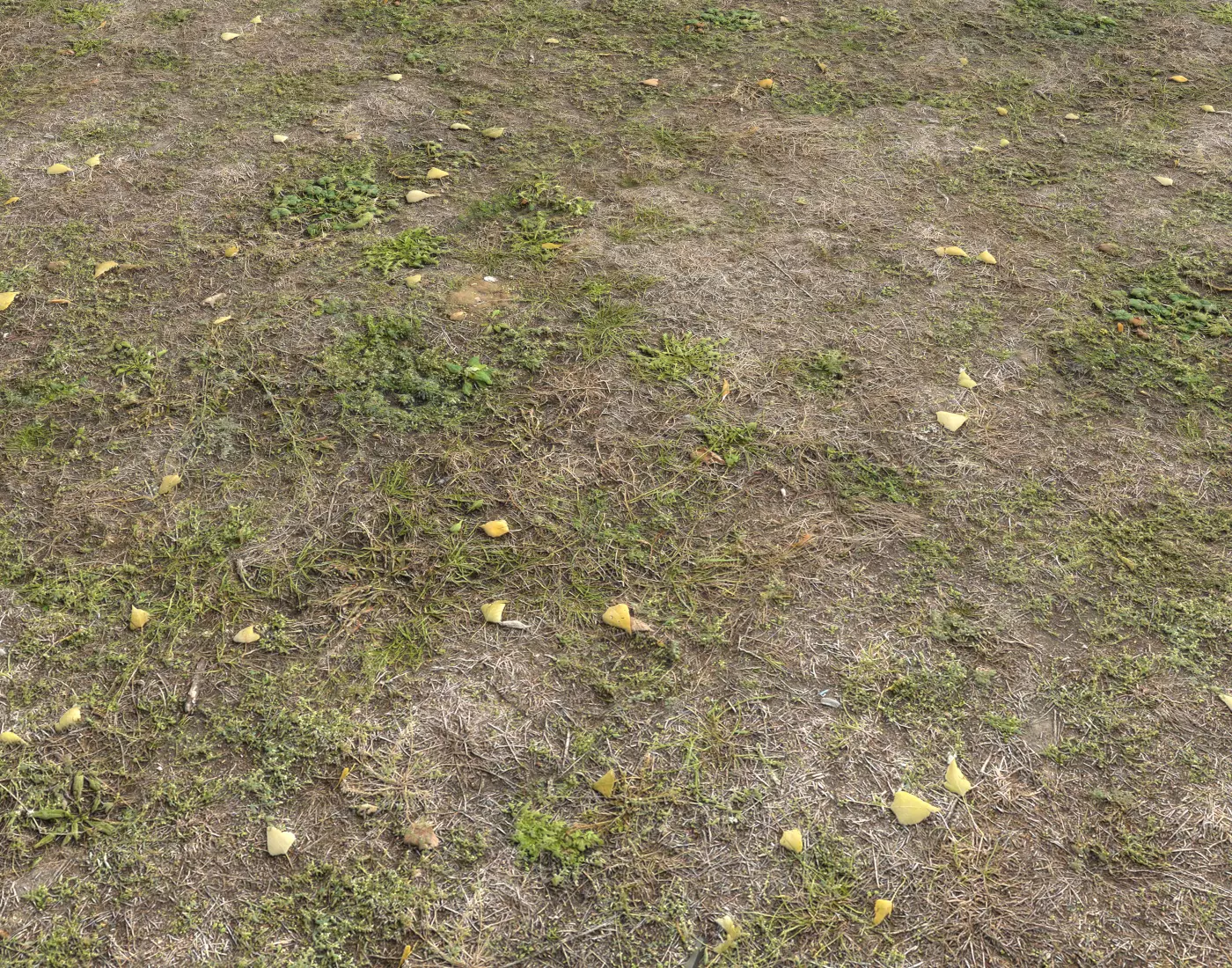 Ground terrain forest tundra PBR pack 5 Texture_0