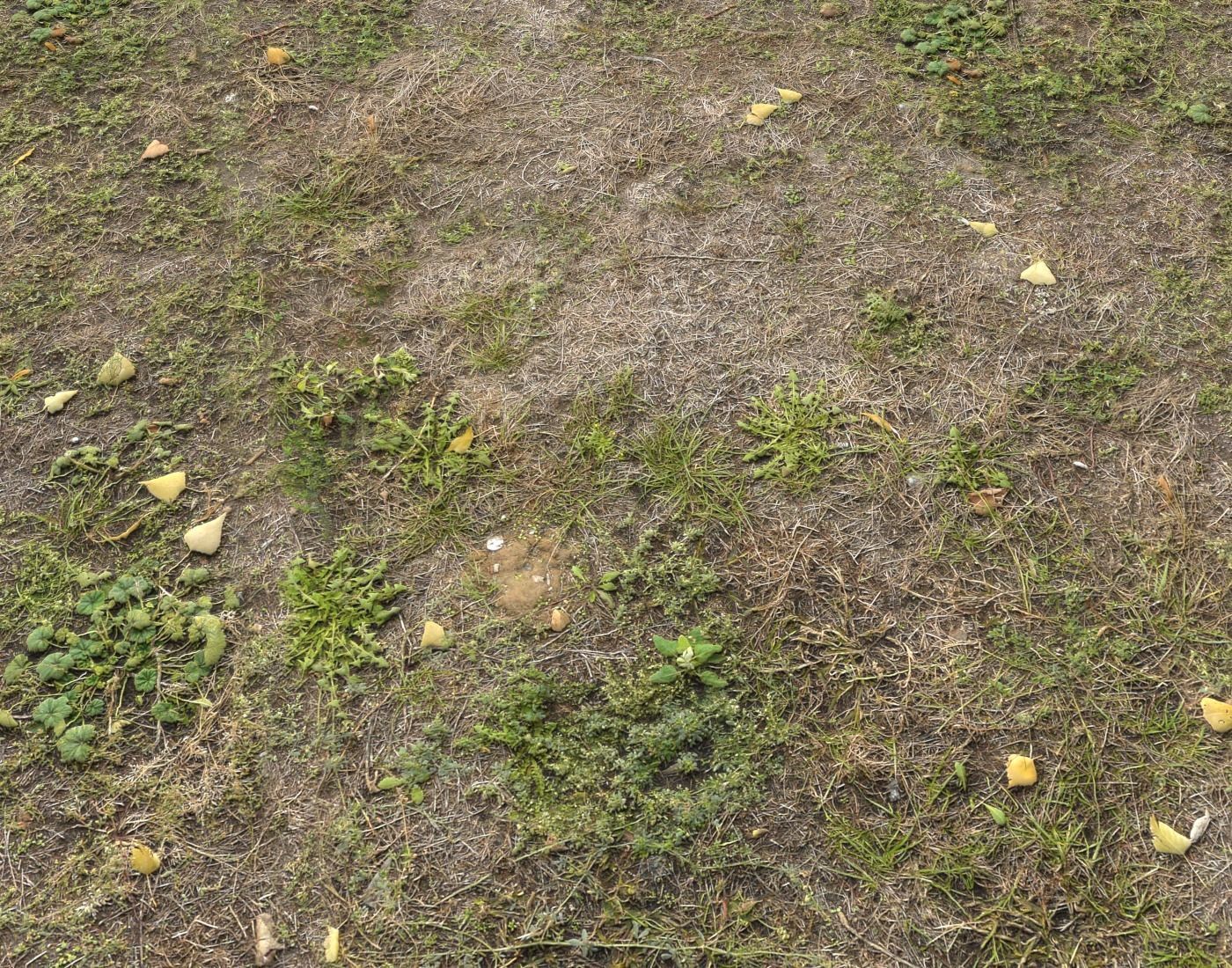 Ground terrain forest tundra PBR pack 5 Texture_8