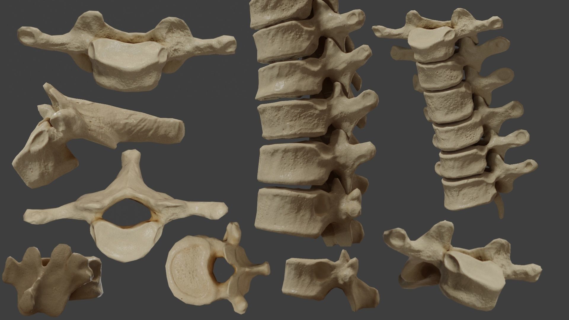 Human spine PBR 3D model_6