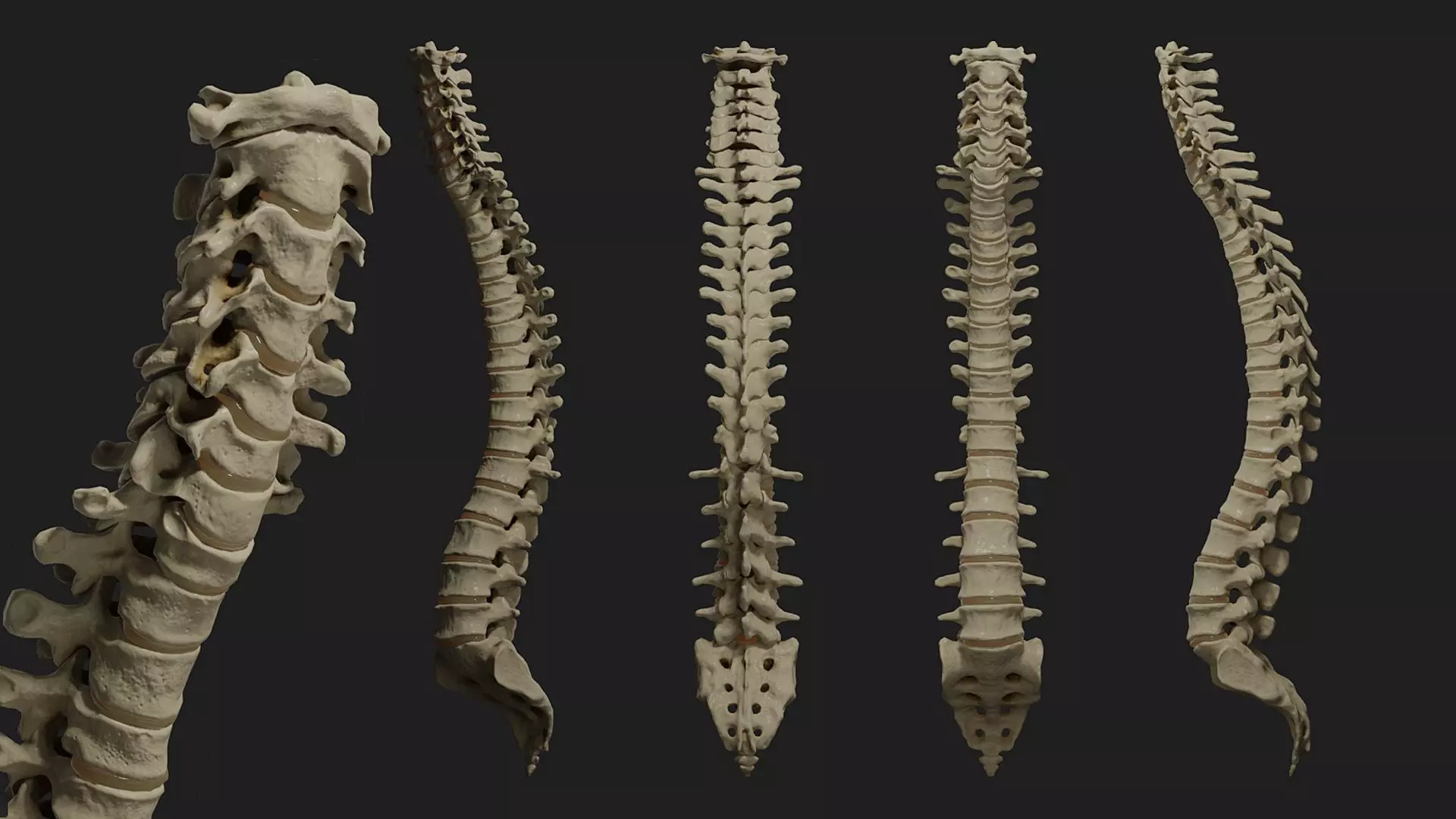 Human spine PBR 3D model_0