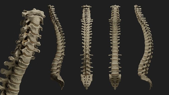 Human spine PBR 3D model