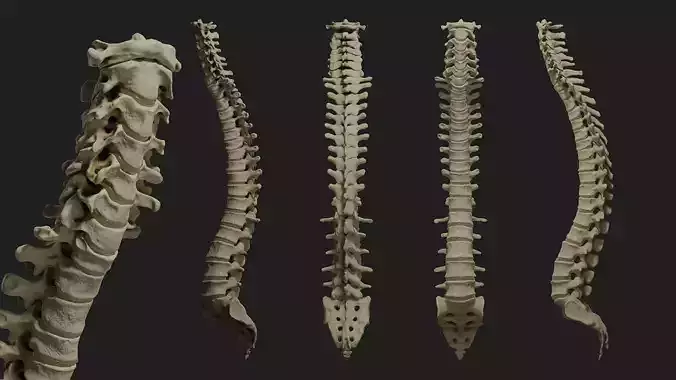 Human spine PBR 3D model