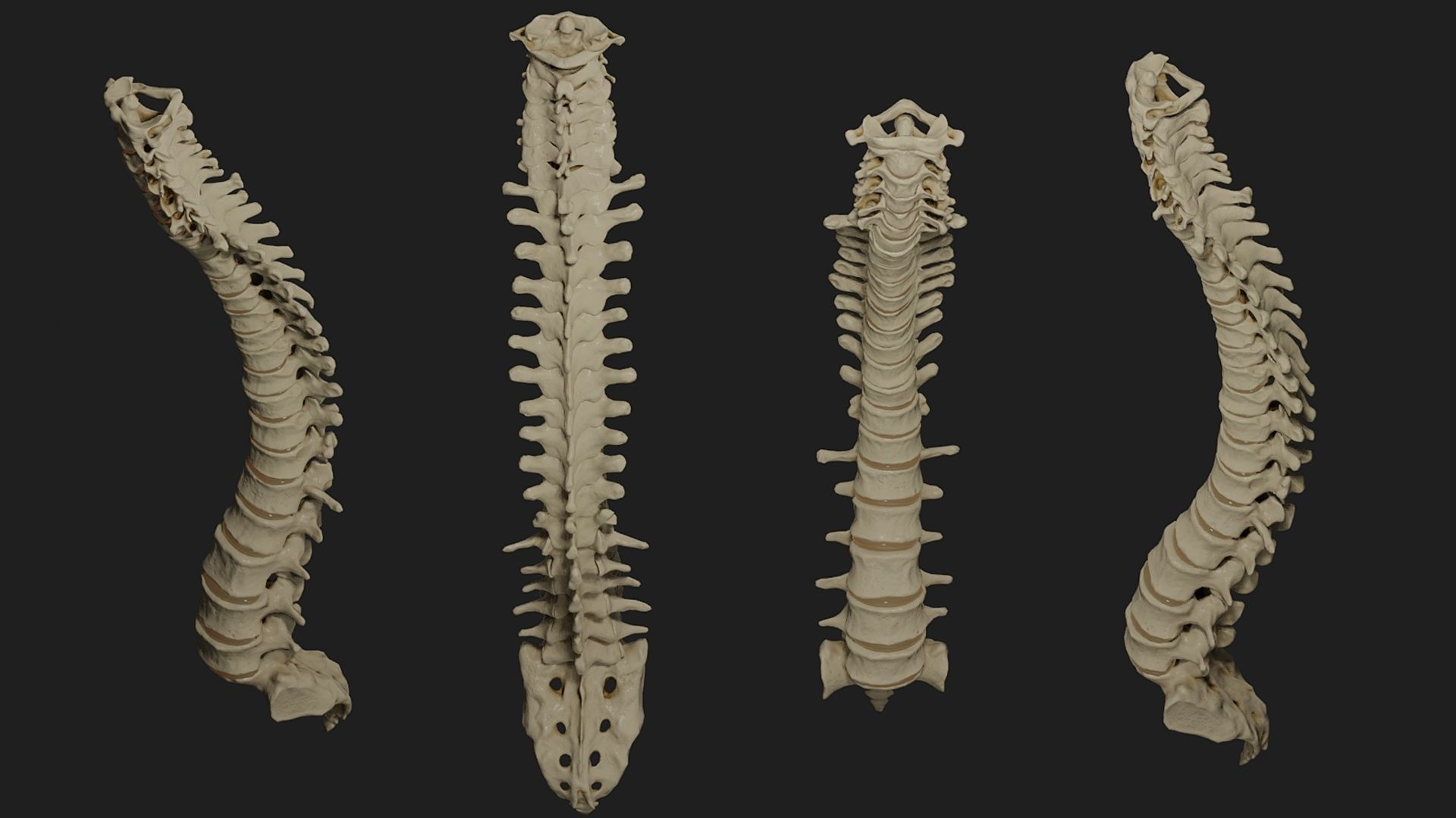 Human spine PBR 3D model_3