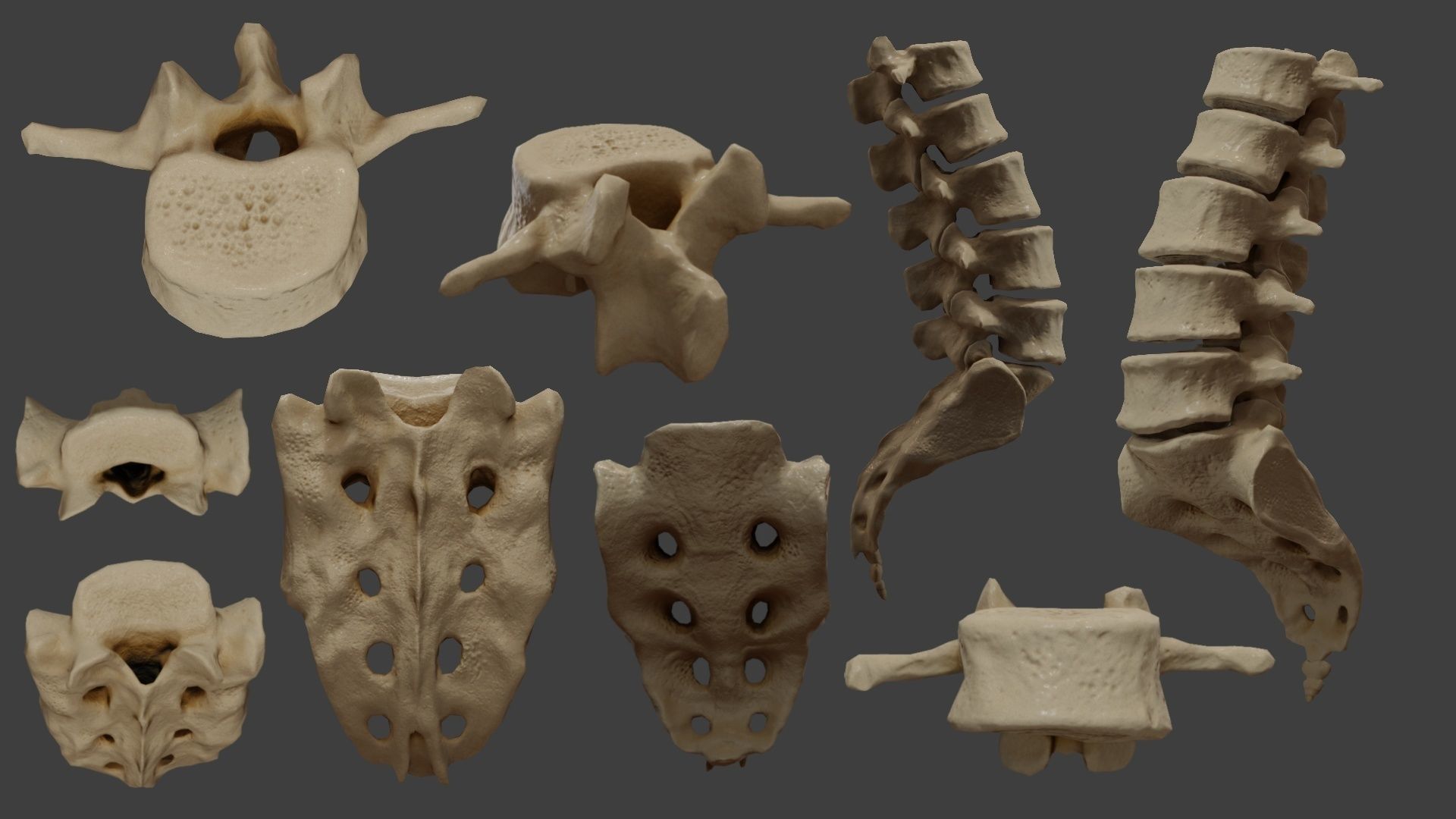 Human spine PBR 3D model_7