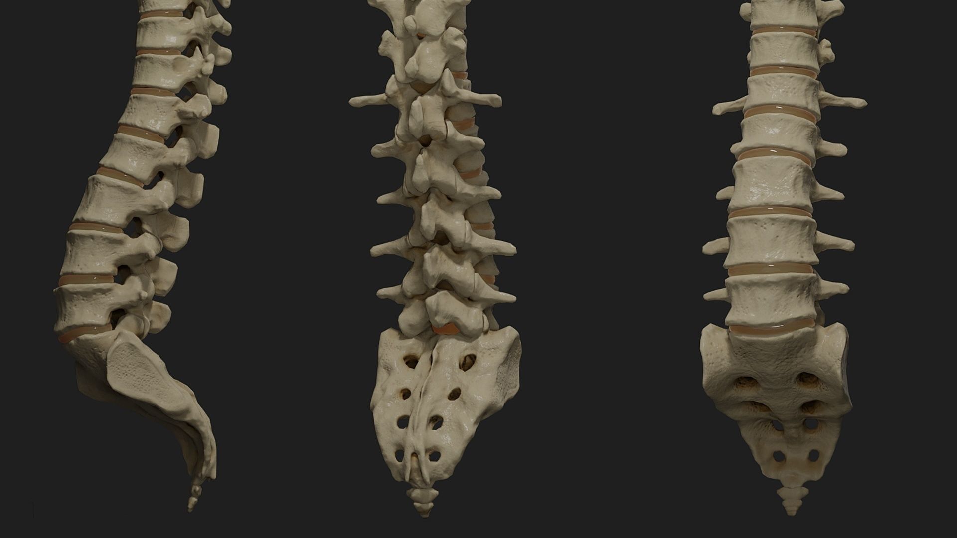 Human spine PBR 3D model_1