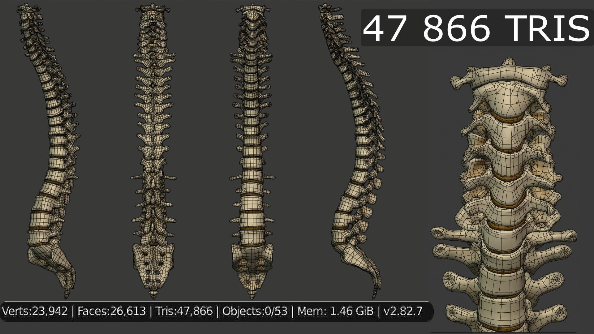 Human spine PBR 3D model_4