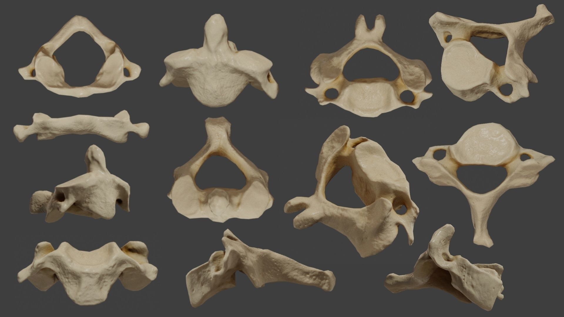 Human spine PBR 3D model_5