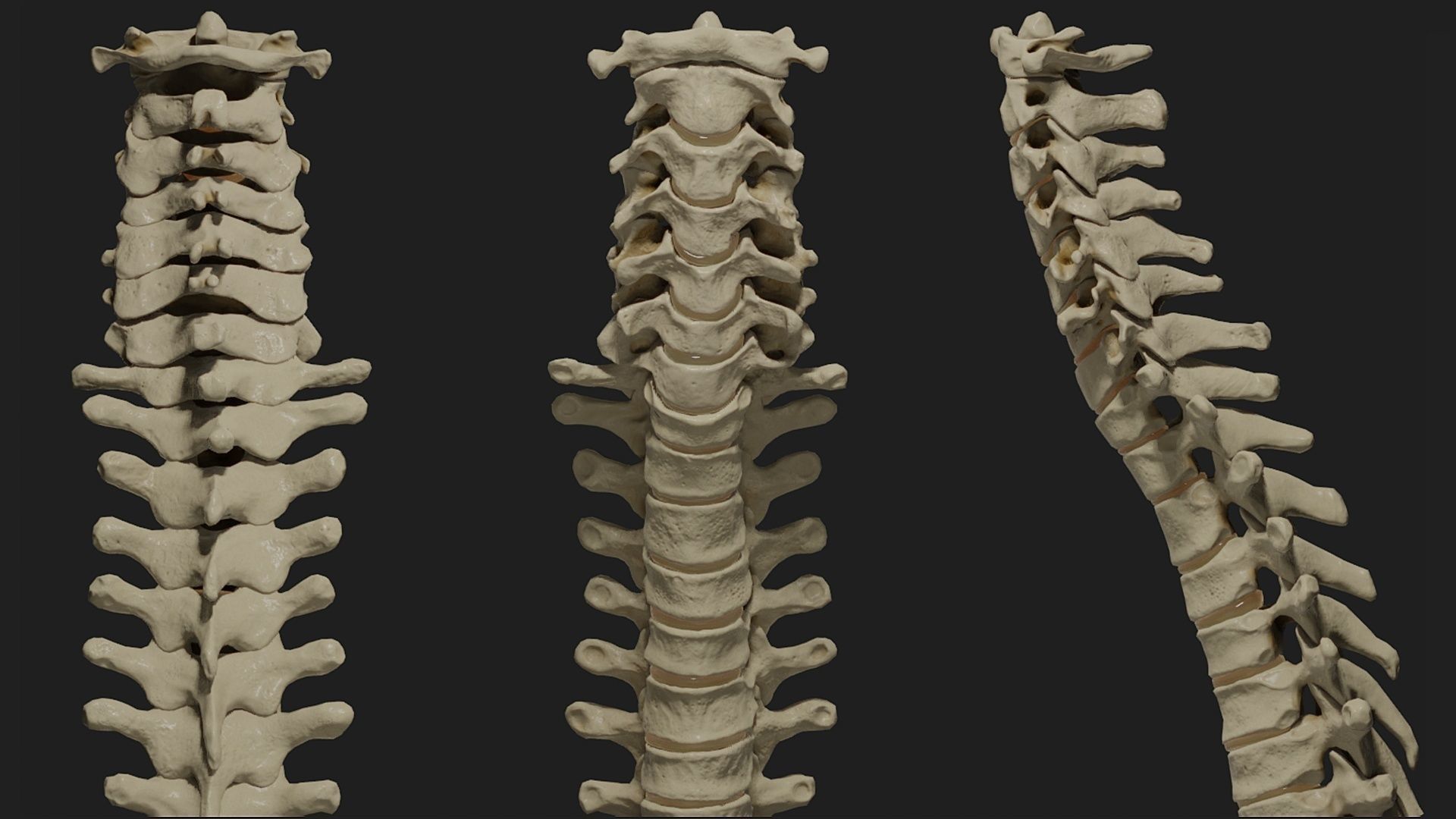 Human spine PBR 3D model_2