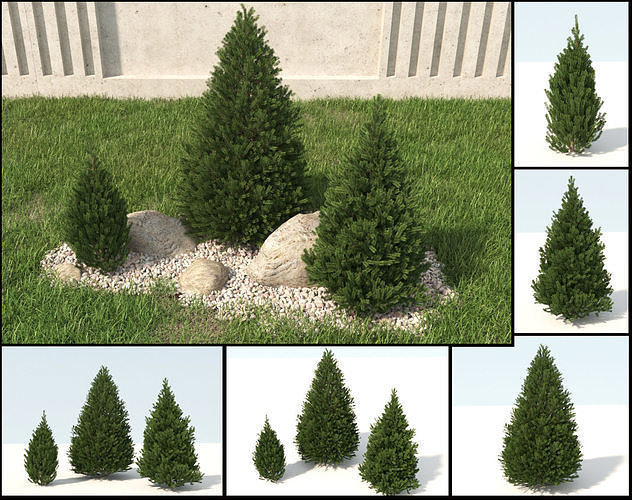 picea canadensis conica  3D model