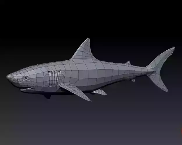 3D SHARK