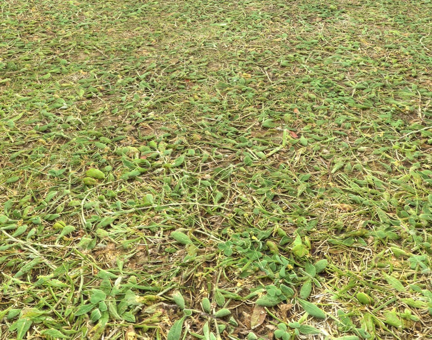 Forest Terrain Pack 24 Texture_11