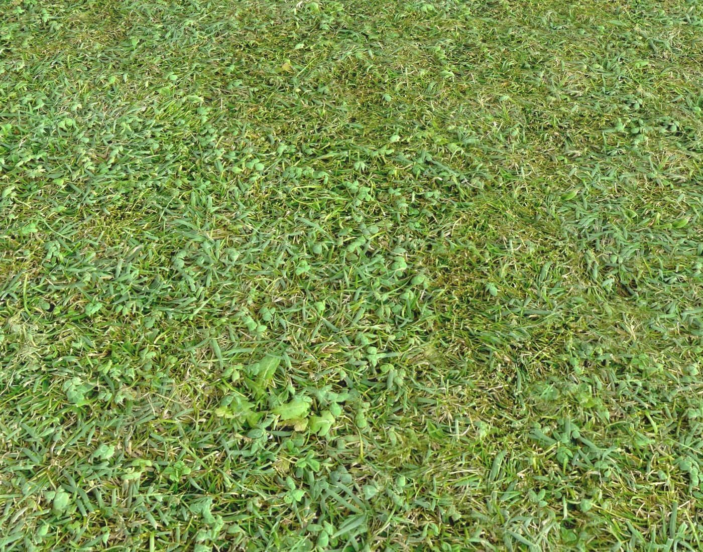 Forest Terrain Pack 24 Texture_6