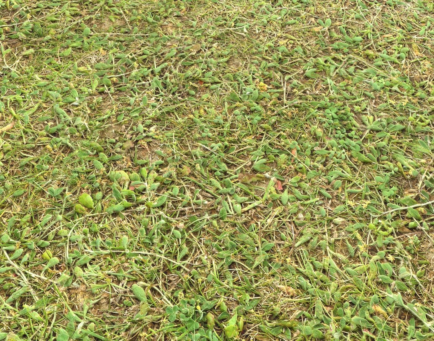 Forest Terrain Pack 24 Texture_9