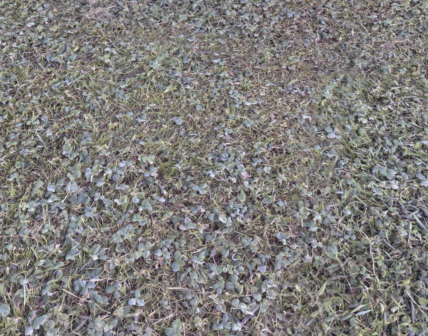 Forest Terrain Pack 24 Texture_14