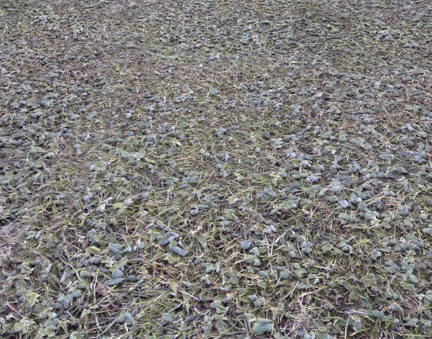 Forest Terrain Pack 24 Texture_15