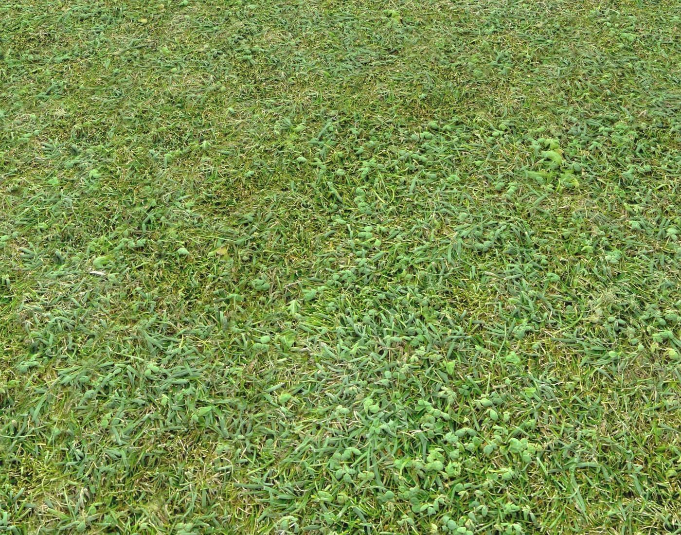 Forest Terrain Pack 24 Texture_8