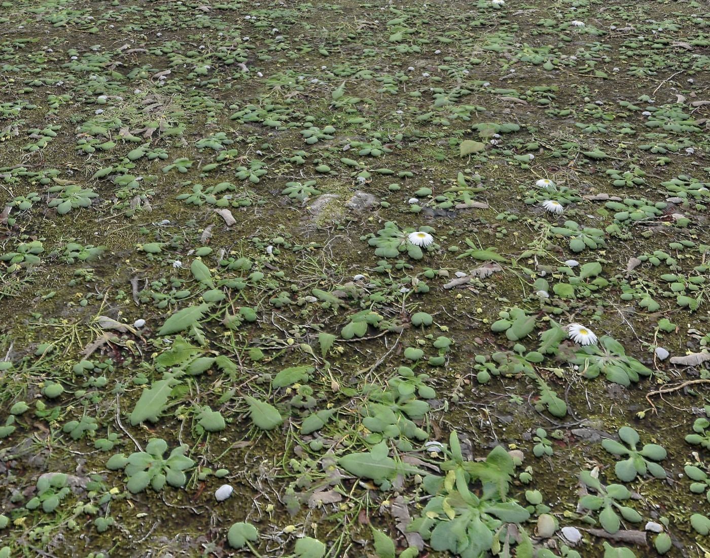 Forest Terrain Pack 24 Texture_19