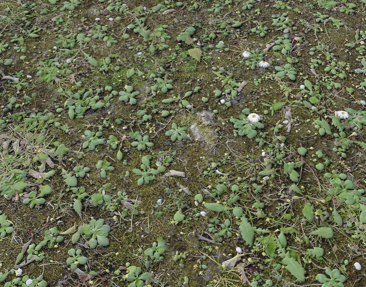 Forest Terrain Pack 24 Texture_20