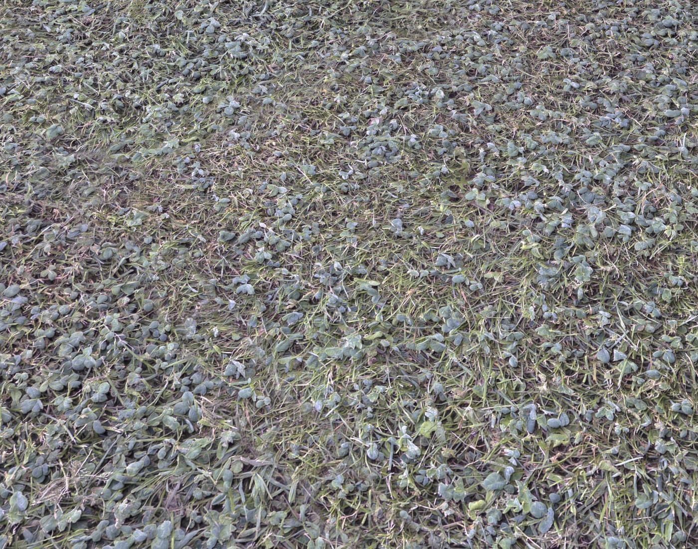 Forest Terrain Pack 24 Texture_16