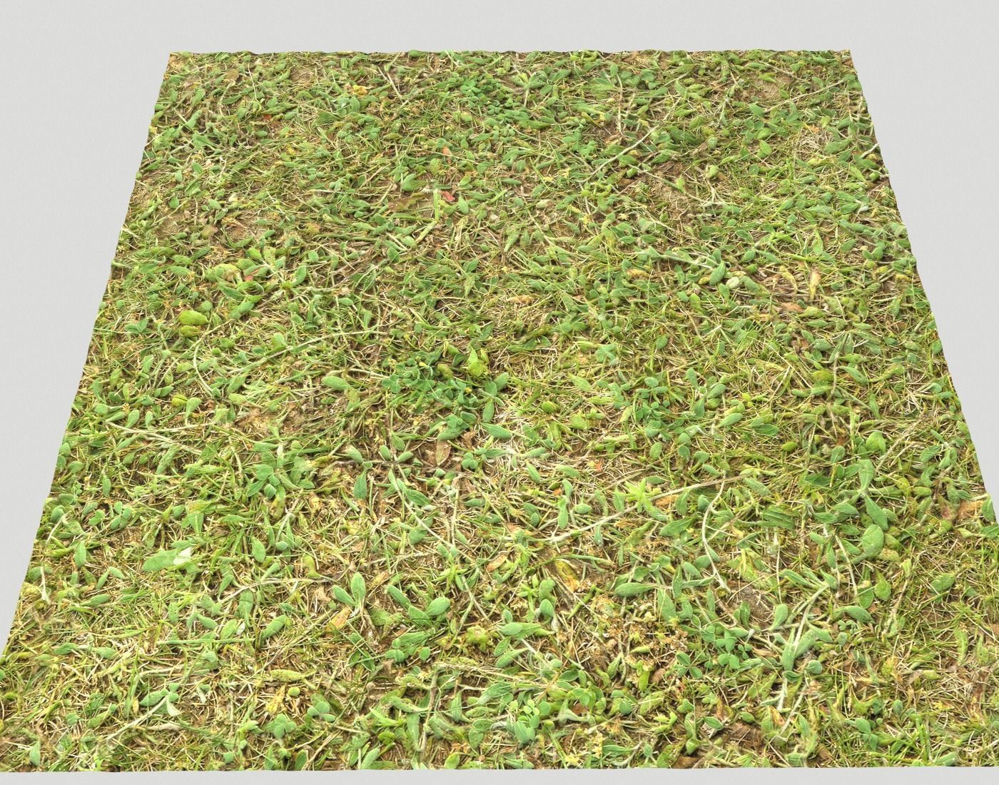 Forest Terrain Pack 24 Texture_22