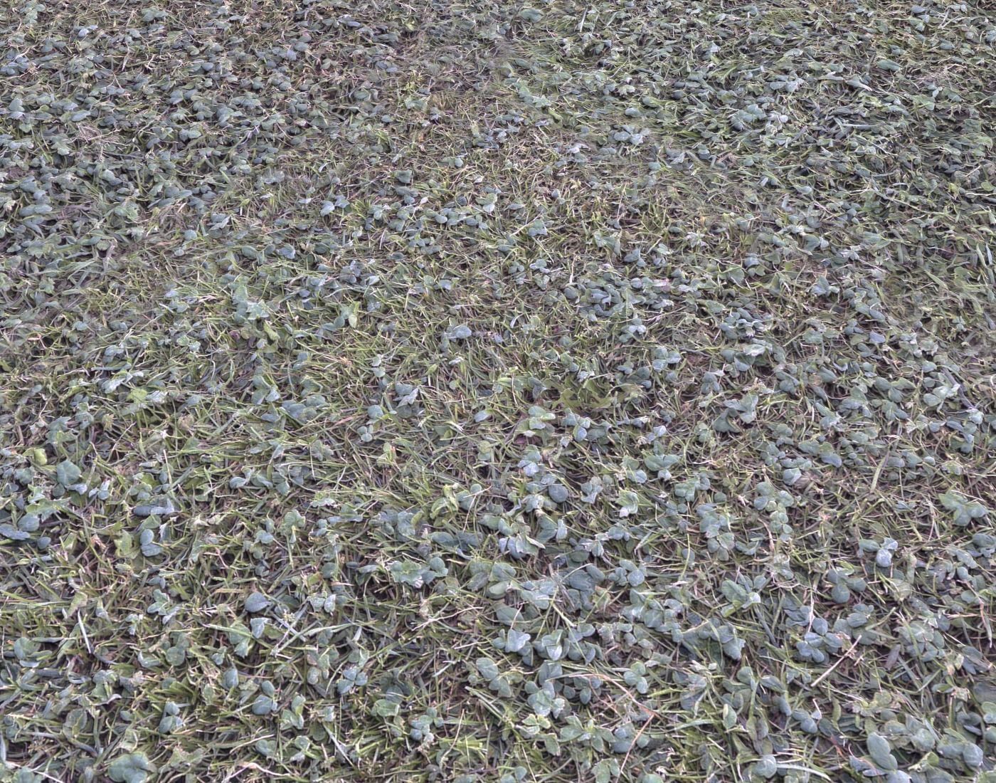 Forest Terrain Pack 24 Texture_13