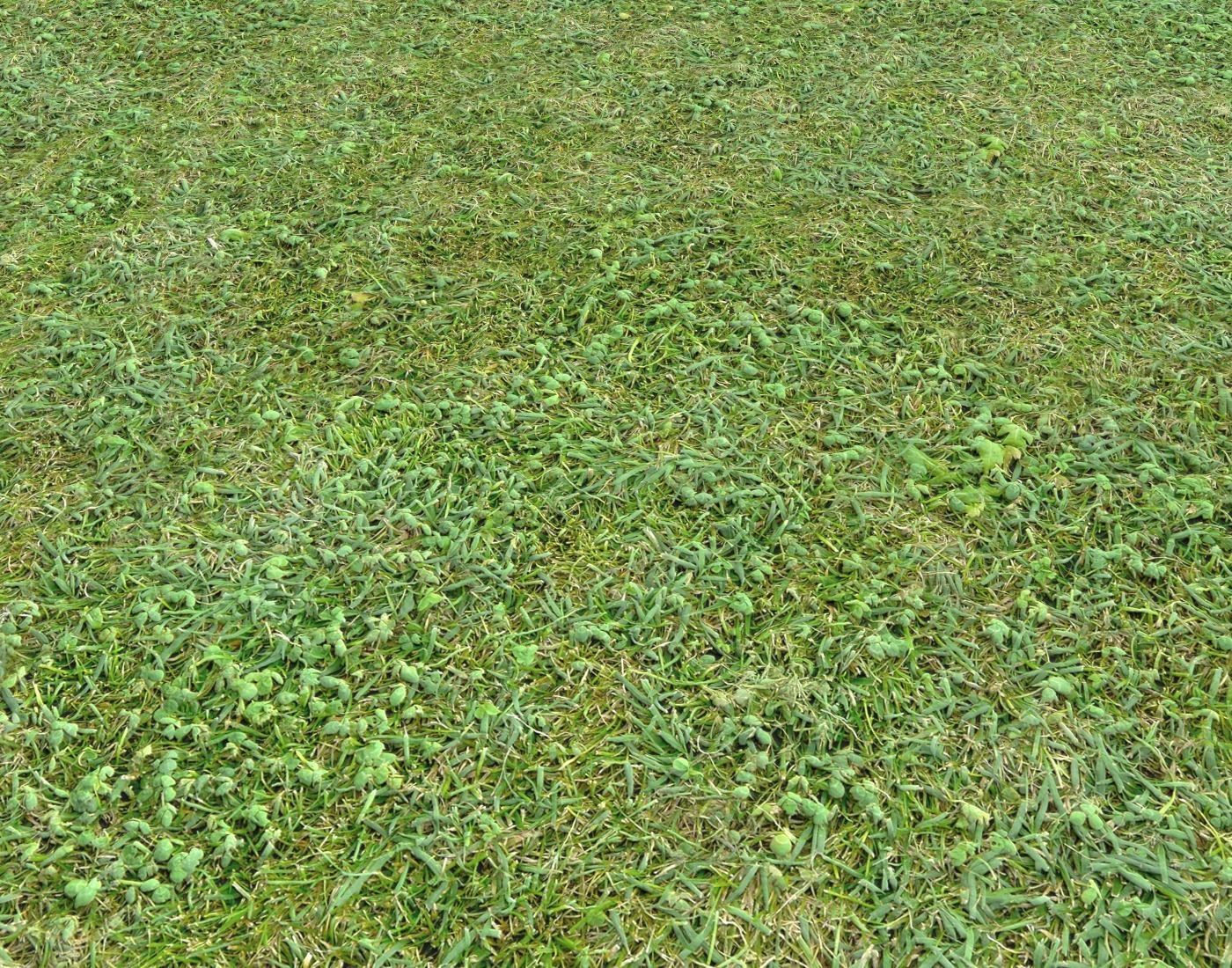 Forest Terrain Pack 24 Texture_7