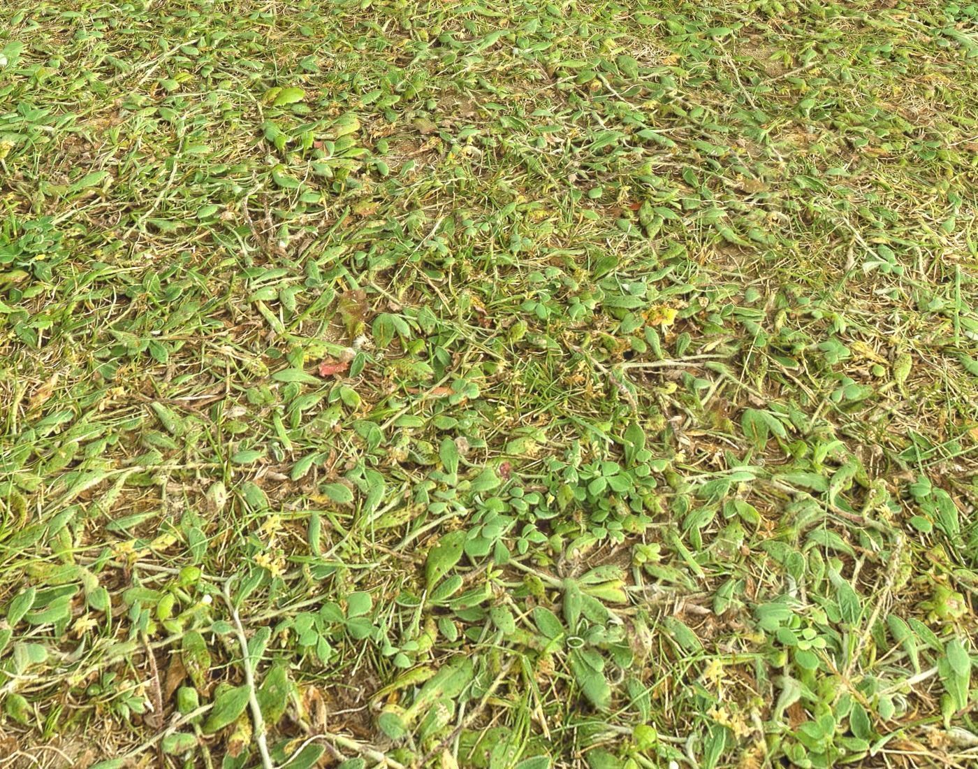 Forest Terrain Pack 24 Texture_10