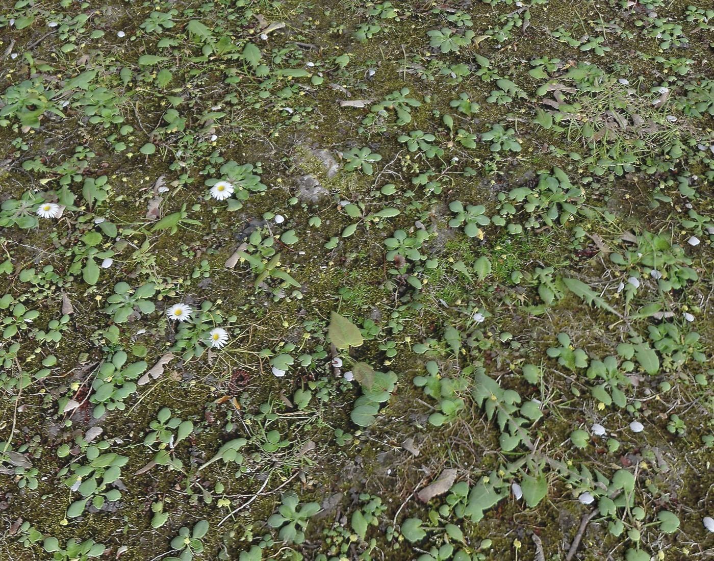 Forest Terrain Pack 24 Texture_18