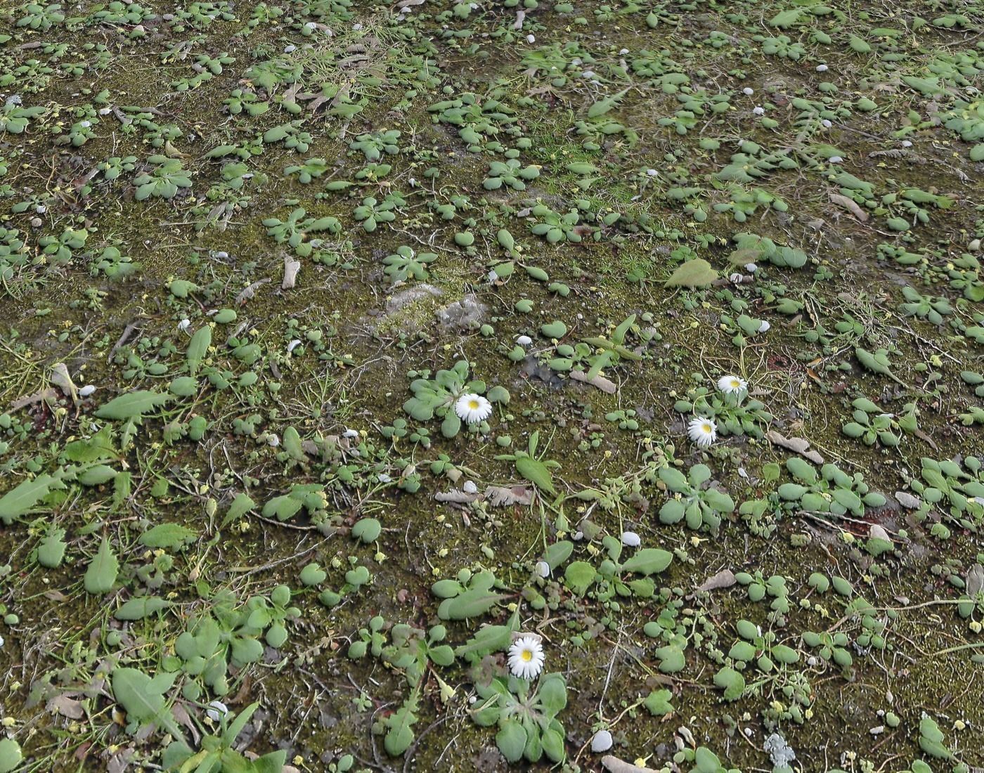 Forest Terrain Pack 24 Texture_17