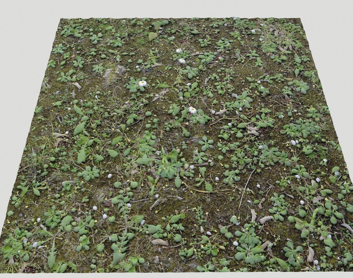 Forest Terrain Pack 24 Texture_24