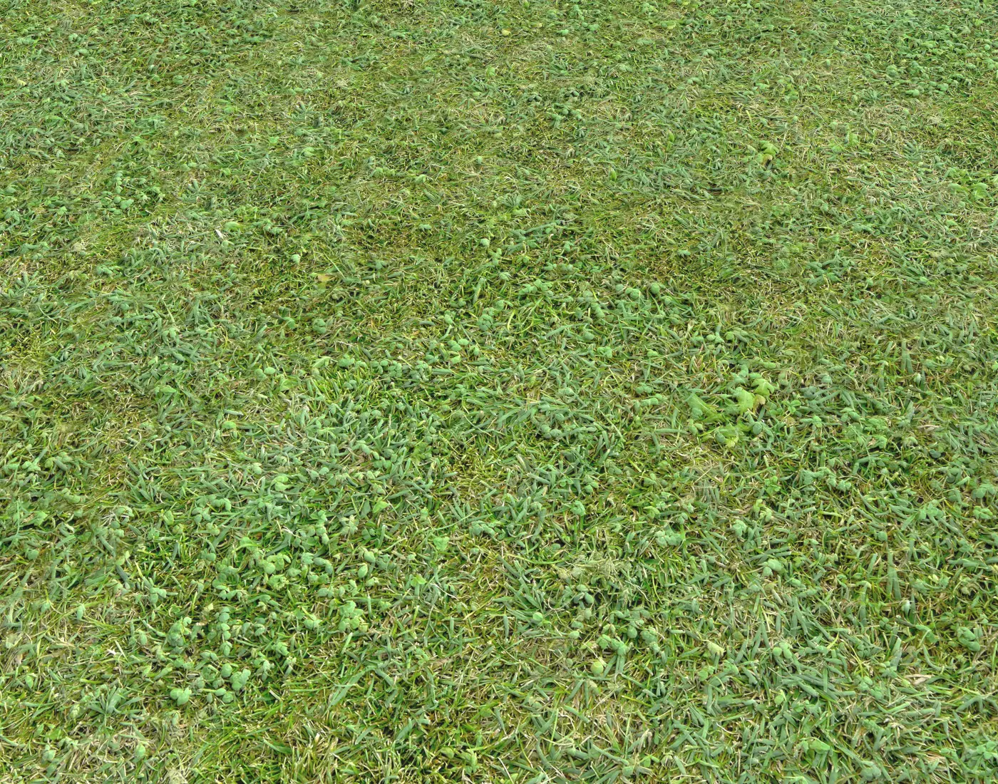 Forest Terrain Pack 24 Texture_0