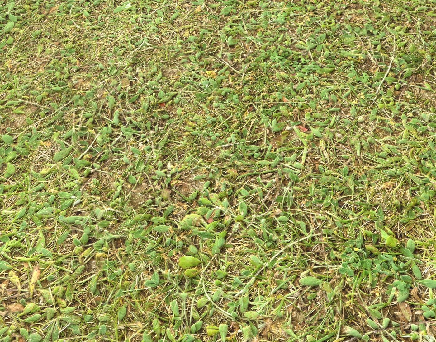 Forest Terrain Pack 24 Texture_12