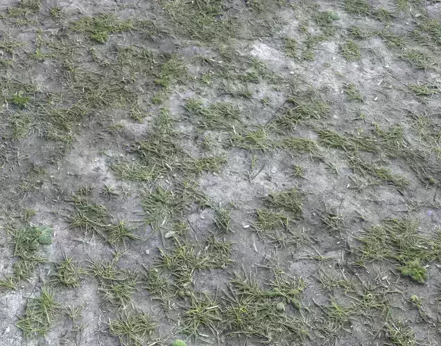 Forest Terrain Pack 25