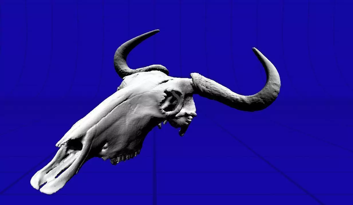 Wildebeeste Skull 3D model