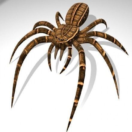 Spider Rigged and Game Ready Low-poly 3D model_11