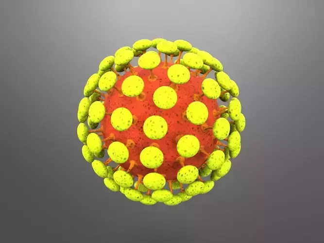 Novel COVID-19 Representation - Coronavirus 3D Model 3D model