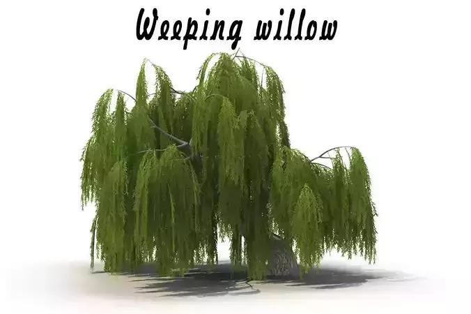 Weeping willow 3D model